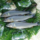 Những loại thủy hải sản hấp dẫn nhất mùa hè xứ Nhật